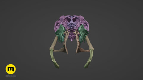 Boiga Snake Skull