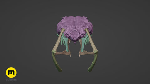 Boiga Snake Skull