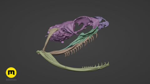 Boiga Snake Skull