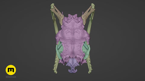 Boiga Snake Skull