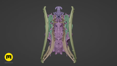 Boiga Snake Skull