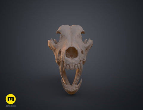 Wolf Skull (Canis Lupus)