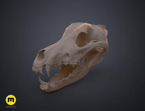 Wolf Skull (Canis Lupus)