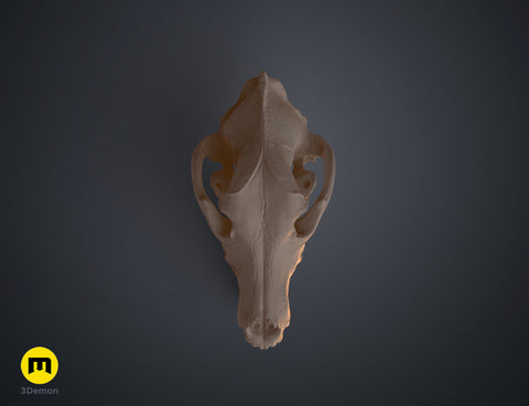 Wolf Skull (Canis Lupus)