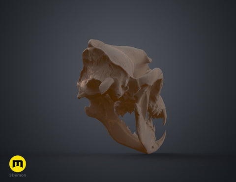 Wolf Skull (Canis Lupus)
