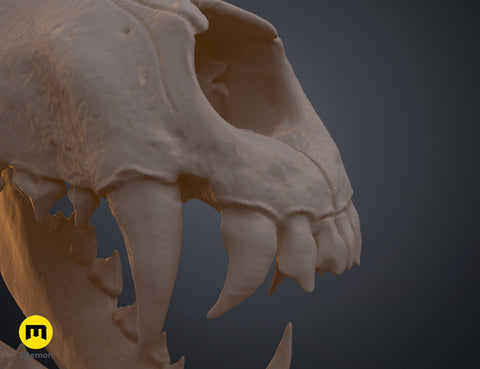 Wolf Skull (Canis Lupus)