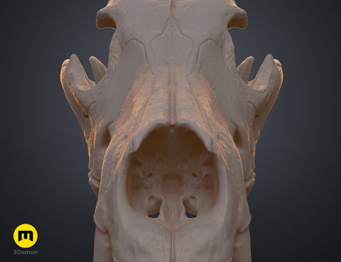 Wolf Skull (Canis Lupus)