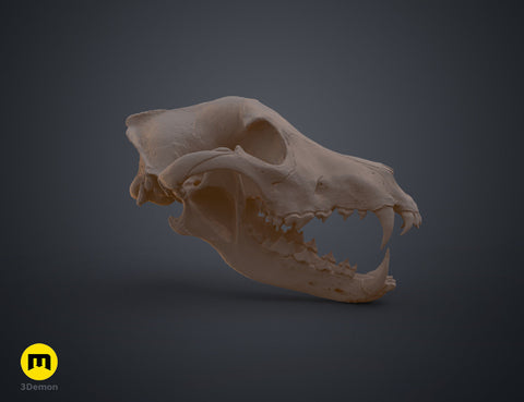 Wolf Skull (Canis Lupus)