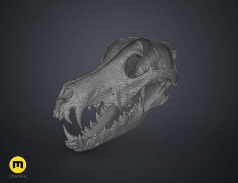 Wolf Skull (Canis Lupus)