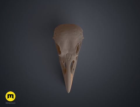 Rook Skull (Corvus Frugilegus)