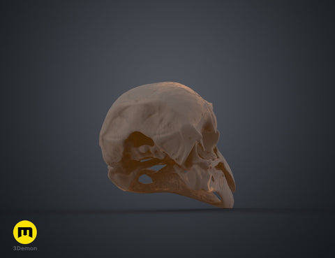 Rook Skull (Corvus Frugilegus)