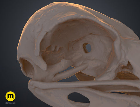 Rook Skull (Corvus Frugilegus)