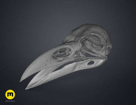 Rook Skull (Corvus Frugilegus)