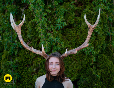 Red Deer antlers
