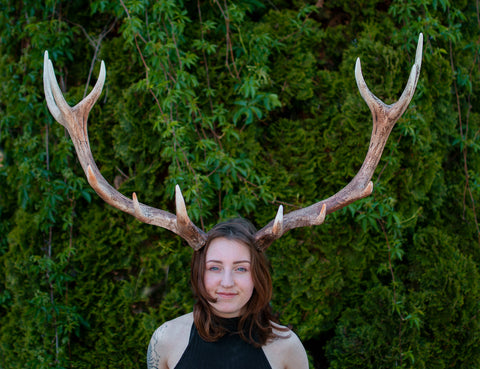 Red Deer antlers