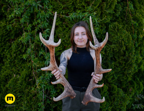 Red Deer antlers