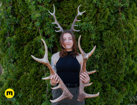 Red Deer antlers