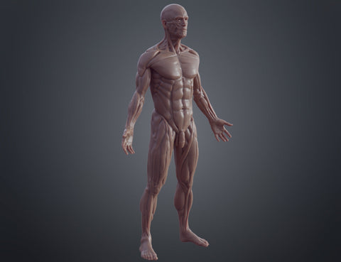 Ecorche for printing