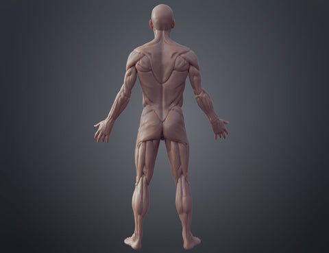 Ecorche for printing