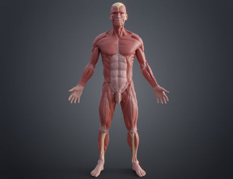 Ecorche for printing