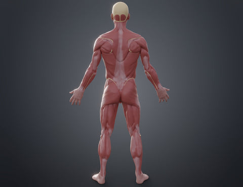 Ecorche for printing