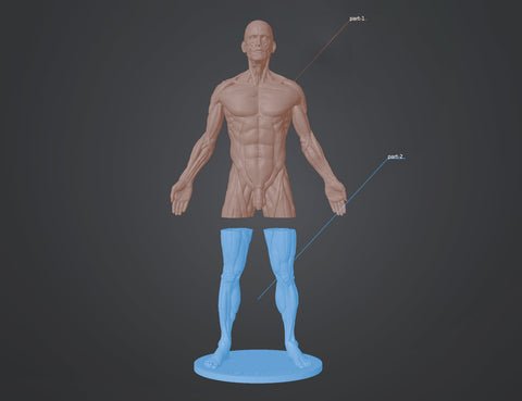 Ecorche for printing