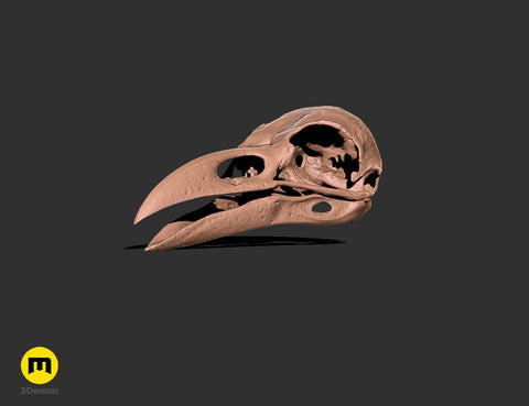 Rook Skull (Corvus Frugilegus)