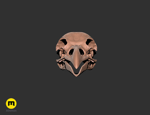 Rook Skull (Corvus Frugilegus)