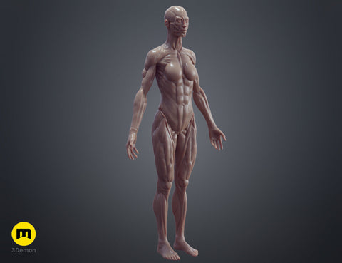 Female ecorche