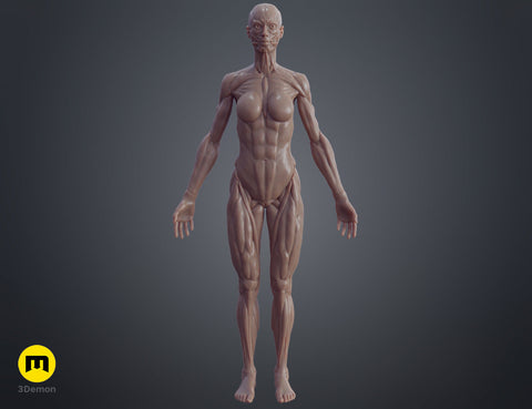 Female ecorche