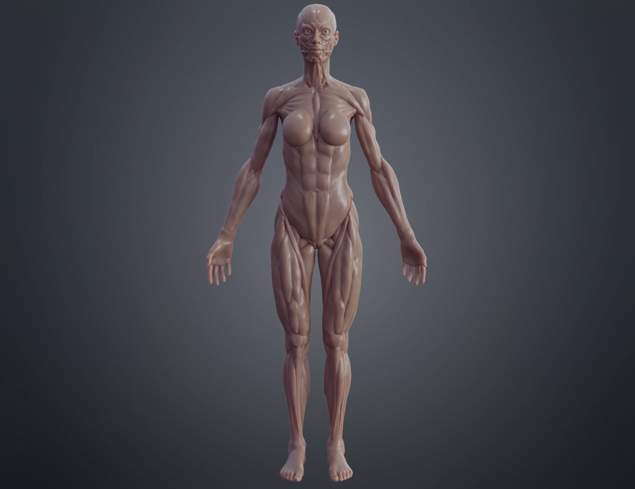 Female ecorche STL | 3D Printable Collectible Figure | 3Demon