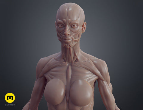 Female ecorche