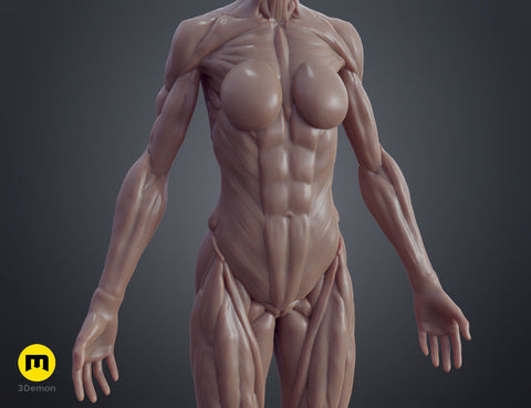Female ecorche