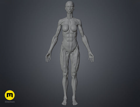 Female ecorche