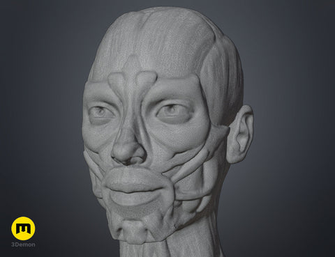Female ecorche