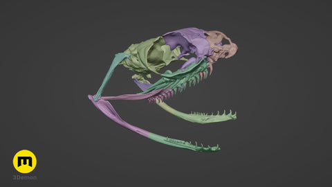 Boiga Snake Skull