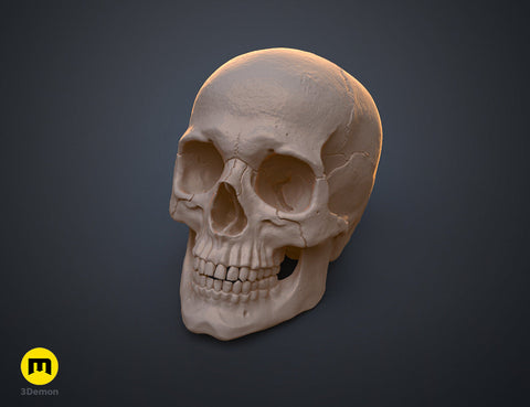 Anatomically Correct Human Skull (Homo Sapiens Sapiens)