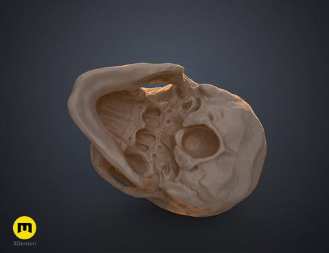 Anatomically Correct Human Skull (Homo Sapiens Sapiens)
