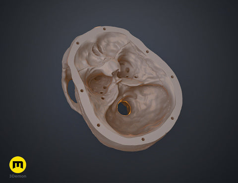 Anatomically Correct Human Skull (Homo Sapiens Sapiens)