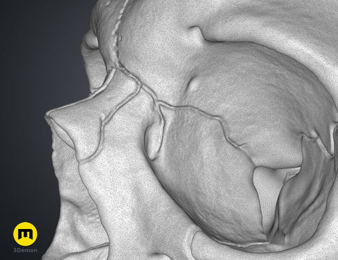 Anatomically Correct Human Skull (Homo Sapiens Sapiens)