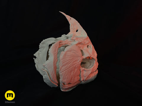 Piranha Skull (Pygocentrus Nattereri)
