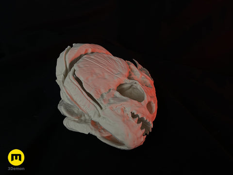 Piranha Skull (Pygocentrus Nattereri)
