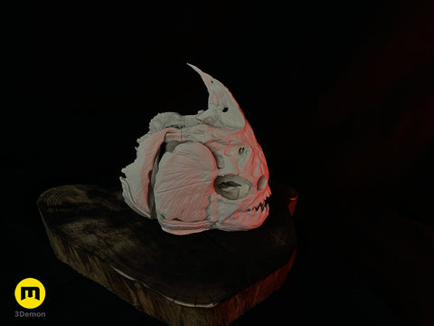 Piranha Skull (Pygocentrus Nattereri)