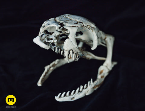 Cobra Snake Skull