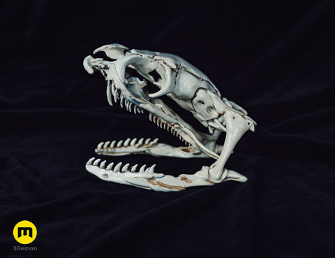 Cobra Snake Skull