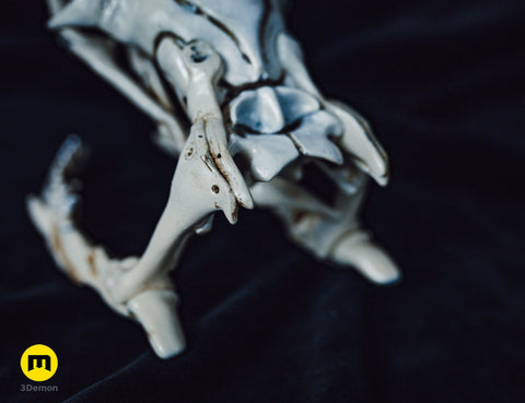 Cobra Snake Skull