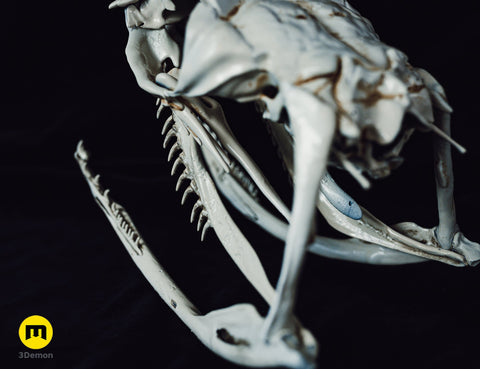 Boiga Snake Skull