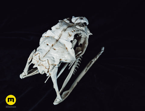 Boiga Snake Skull