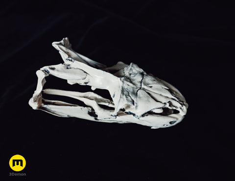 Python Snake Skull