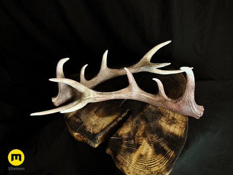 Red Deer antlers